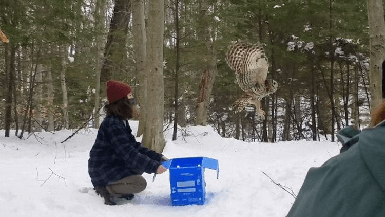 Barred Owl Rescued on Vermont Campus