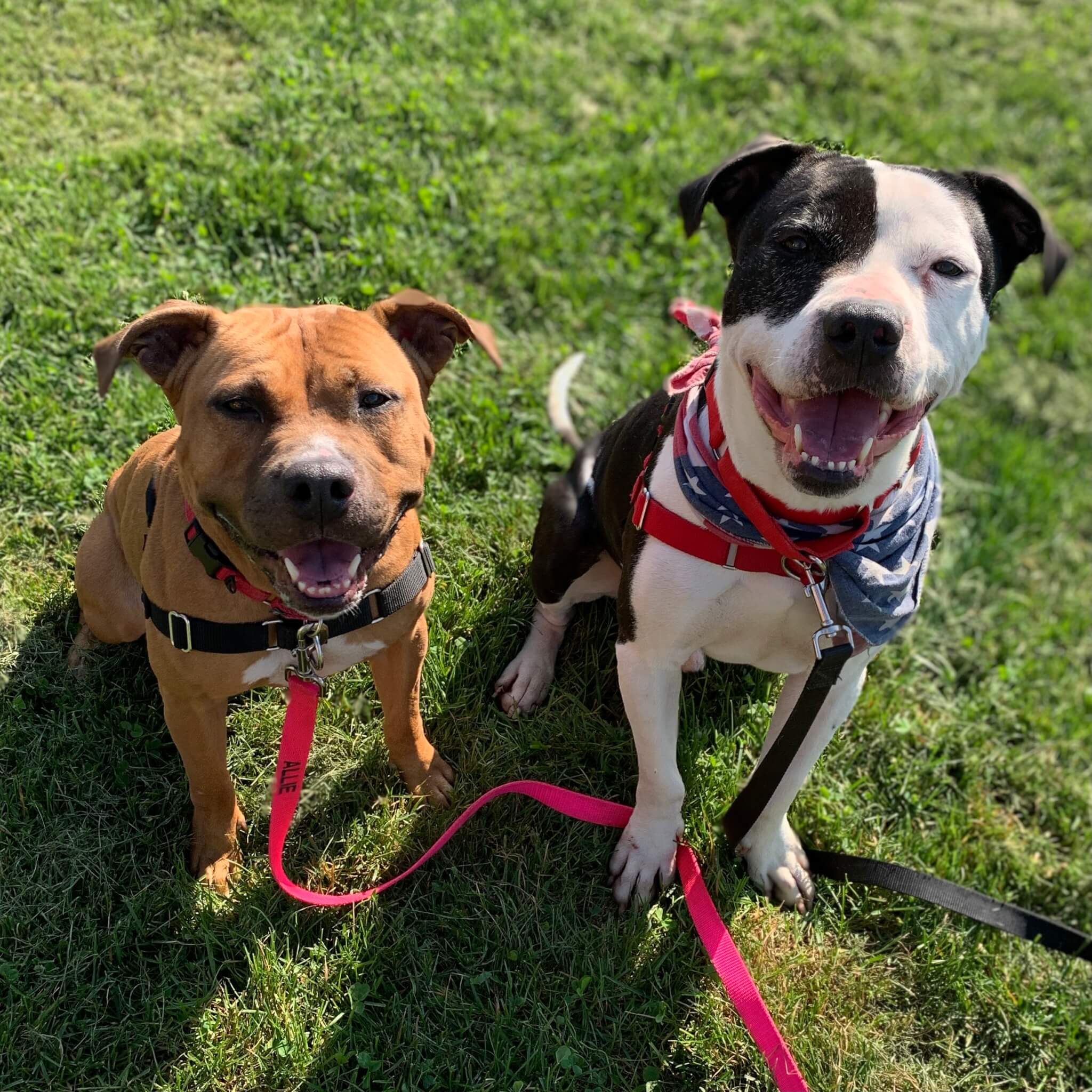 Attention Dog Lovers: Pebbles and Bamm-Bamm Need a Fur-ever Home