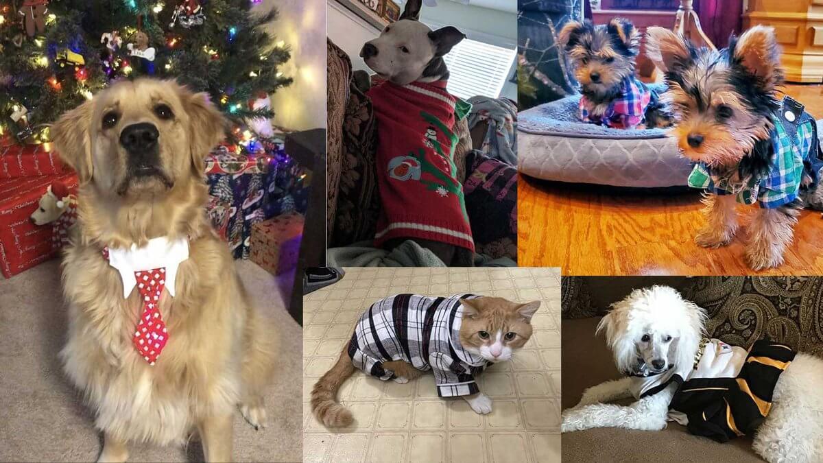 National Dress Up Your Pet Day